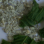 Sabahar_worms_eggs