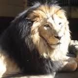 Lion noir d'Ethiopie