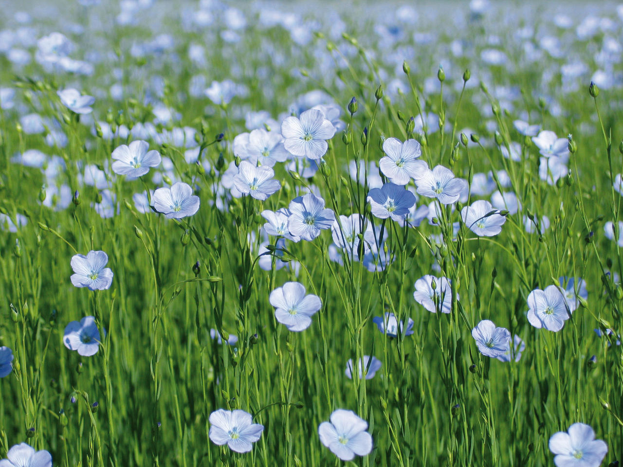Fleur de lin éthiopien